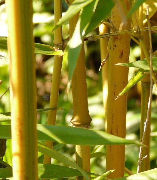 Phyllostachys aureosulcata 'Spectabilis'